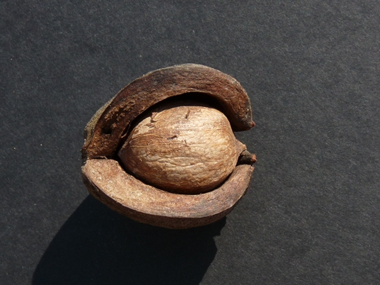 {Carya tomentosa}